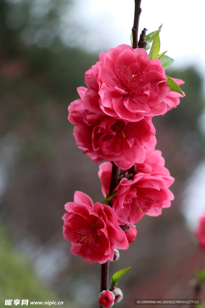 桃花盛开