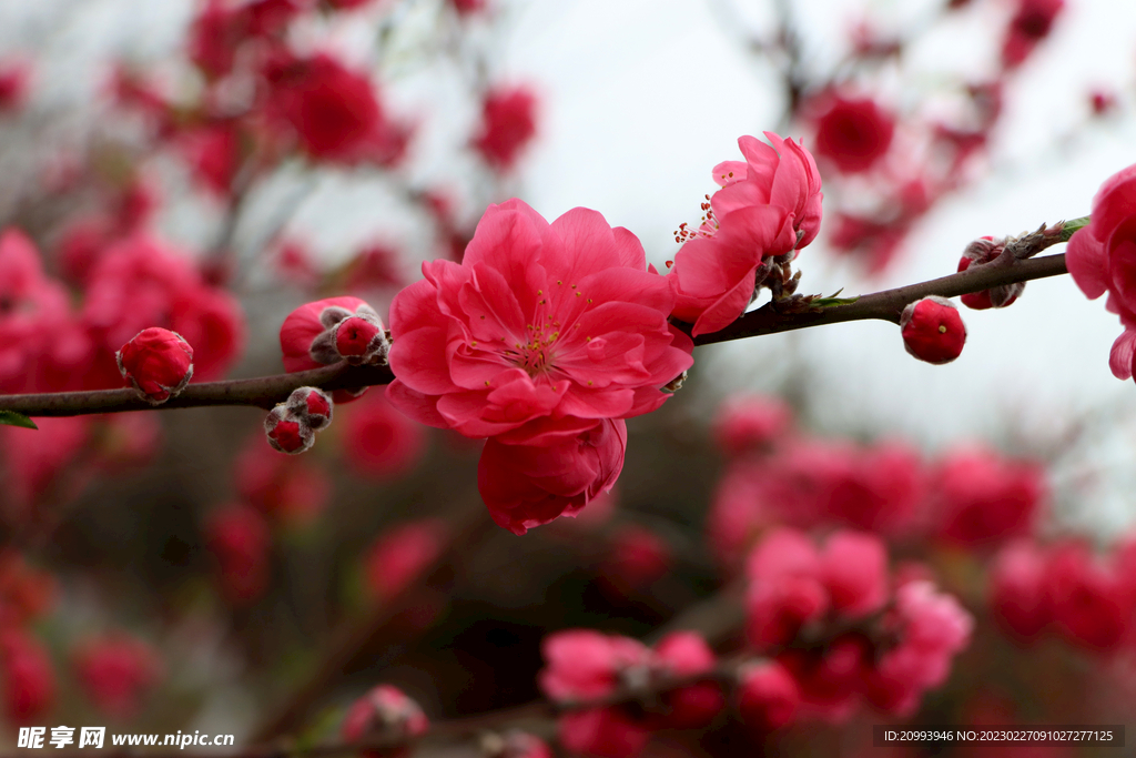 桃花