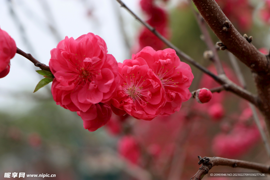 桃花