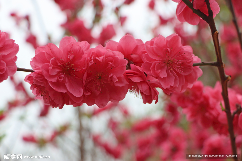 桃花