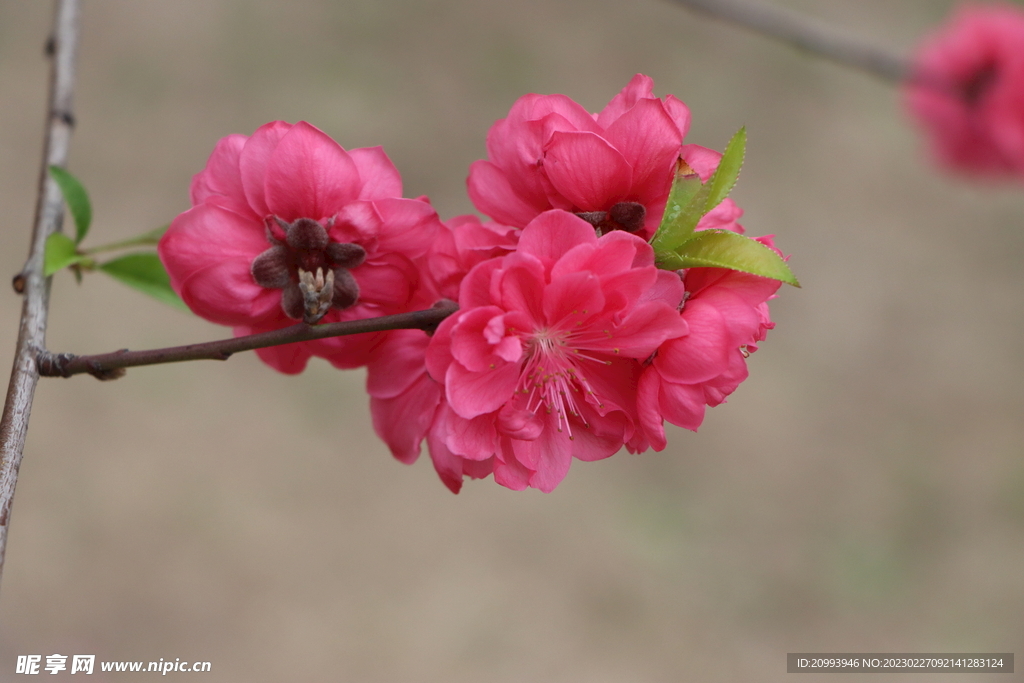 桃花盛开