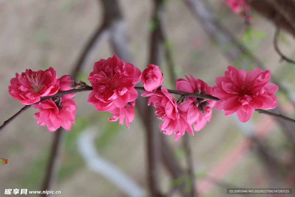 桃花