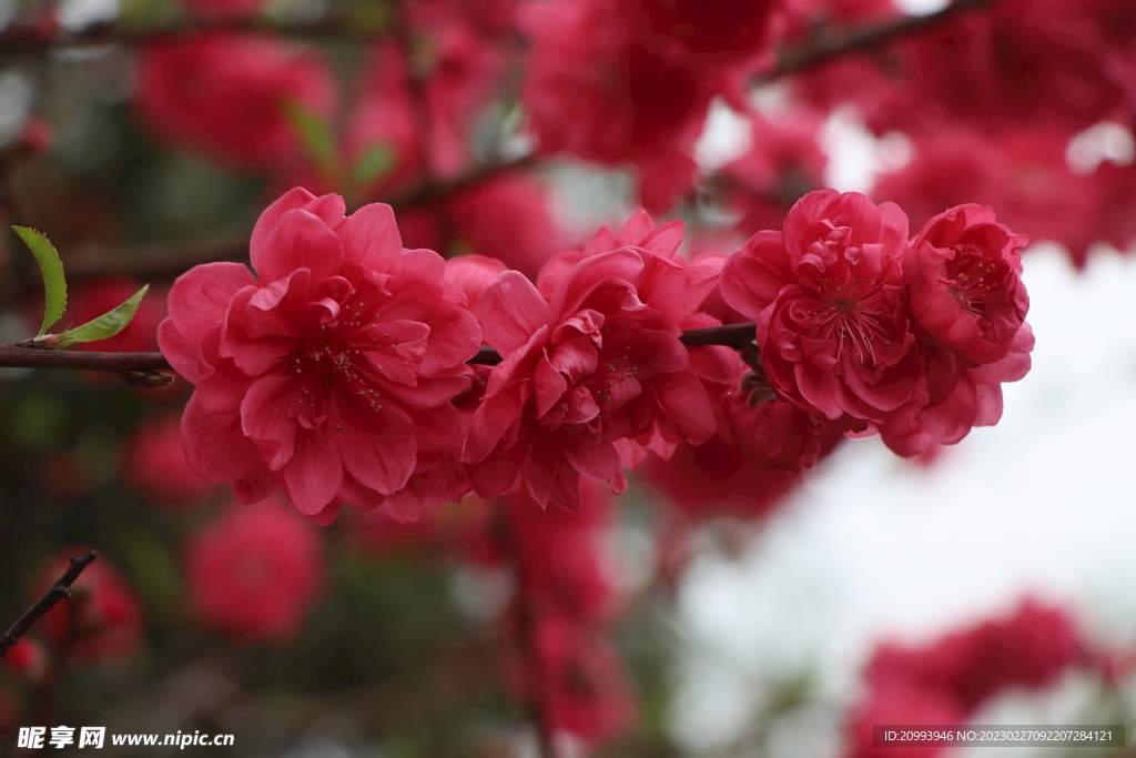桃花
