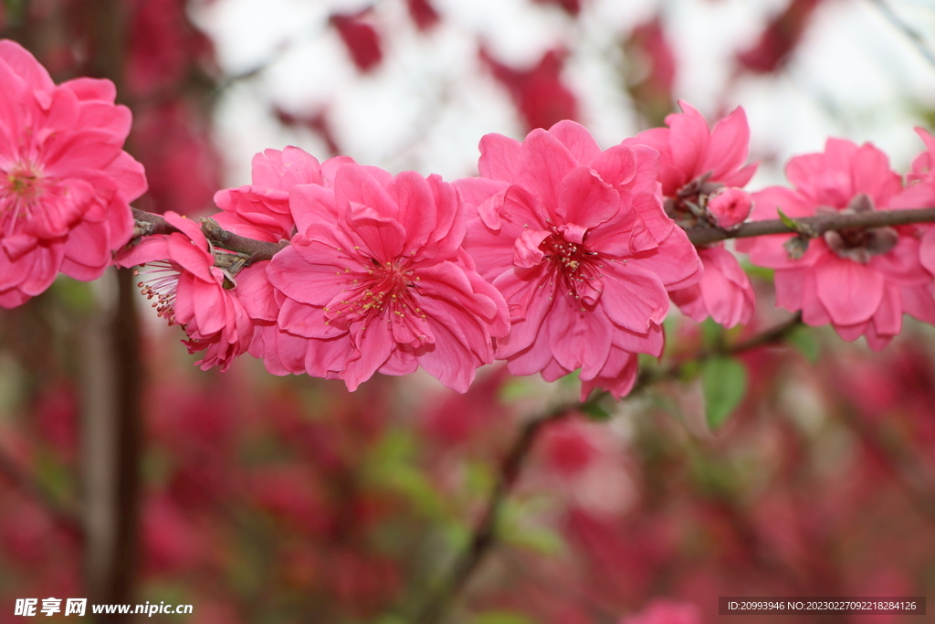 桃花