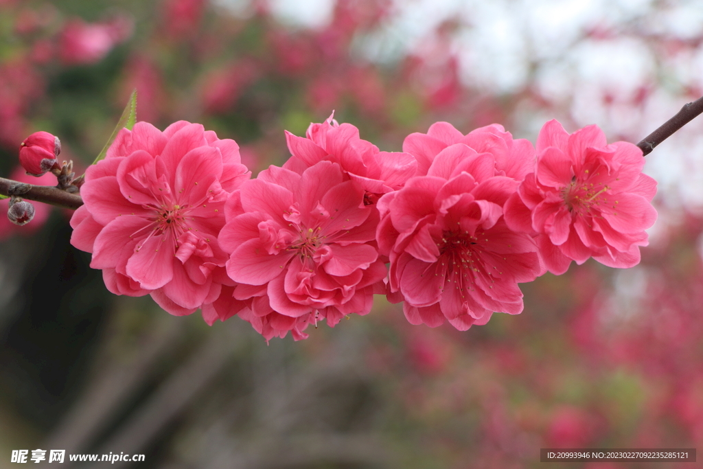 桃花