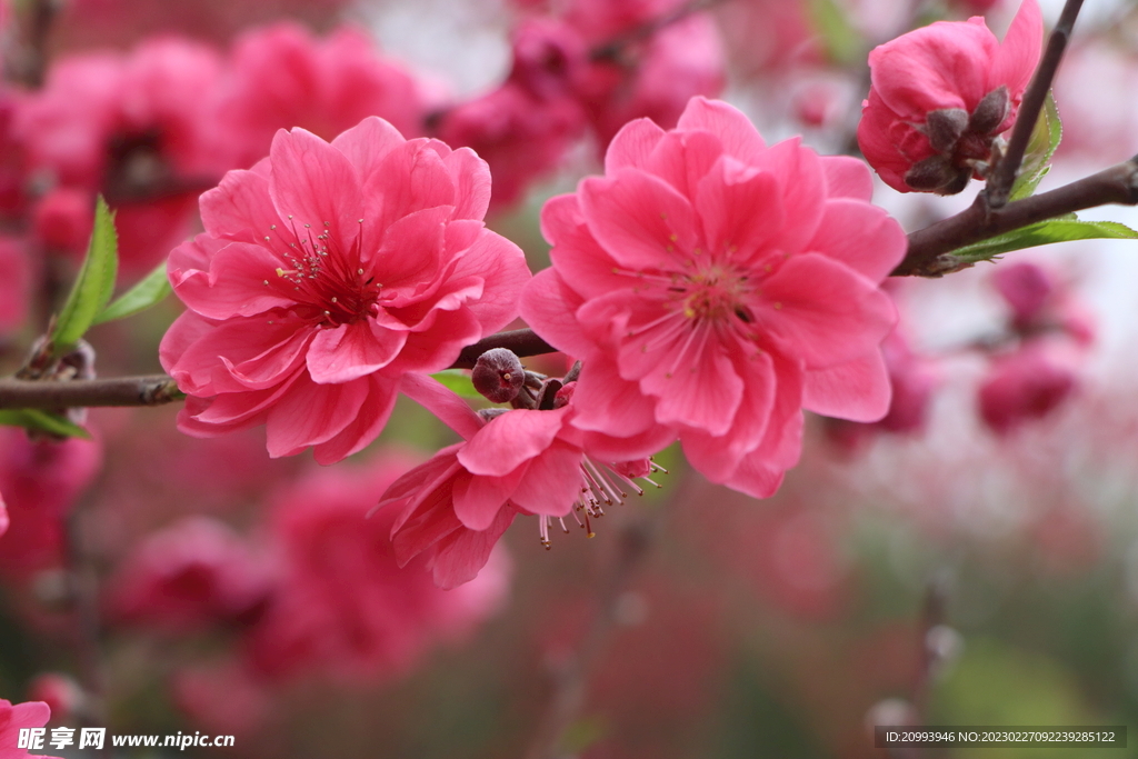 桃花