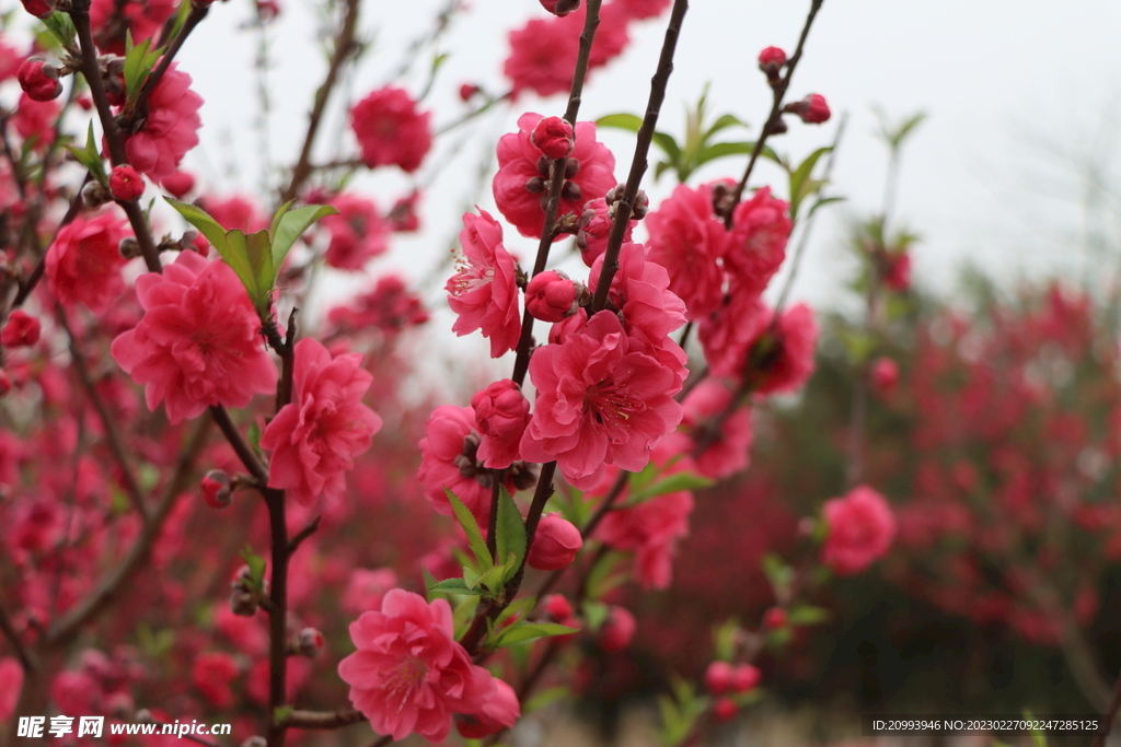 桃花