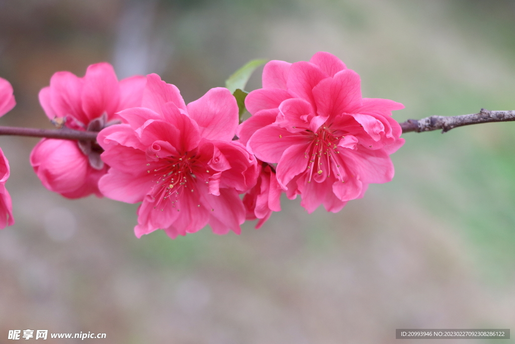 桃花