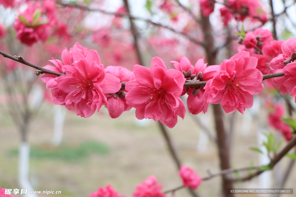 桃花