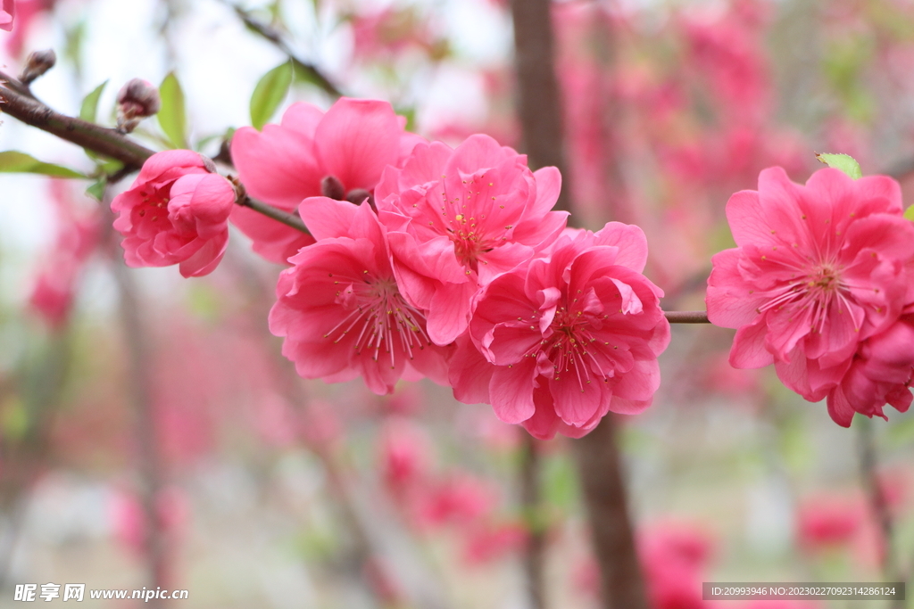 桃花