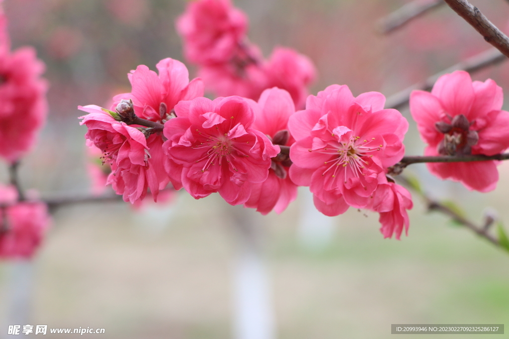 桃花