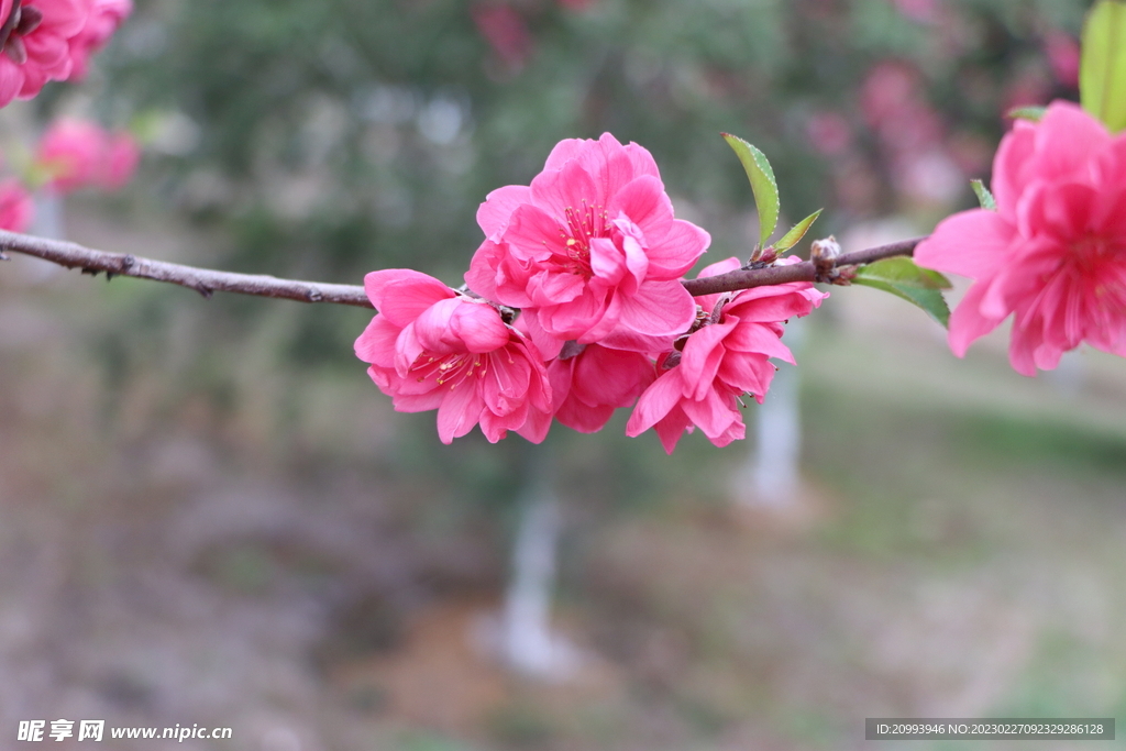 桃花