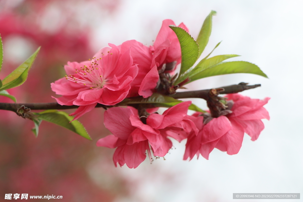桃花