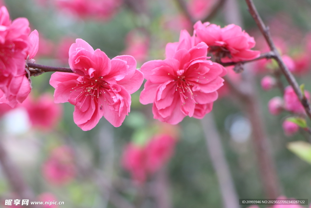 桃花