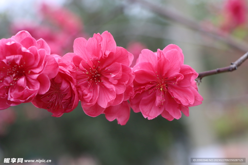 桃花