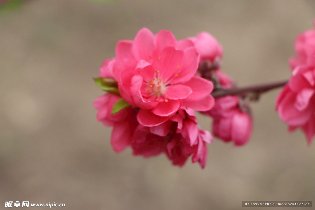 桃花