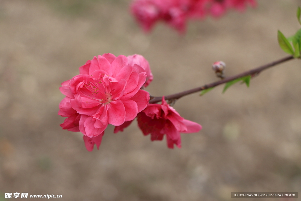 桃花