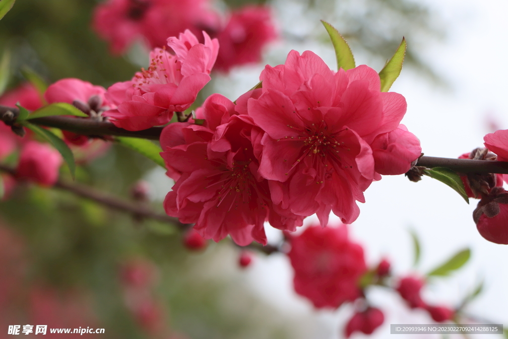 桃花