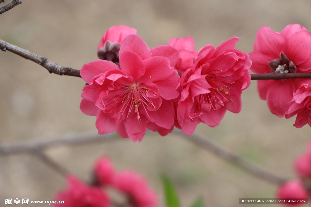桃花