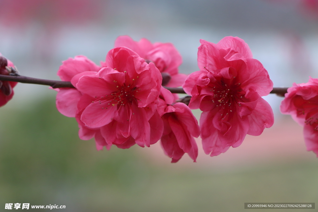 桃花