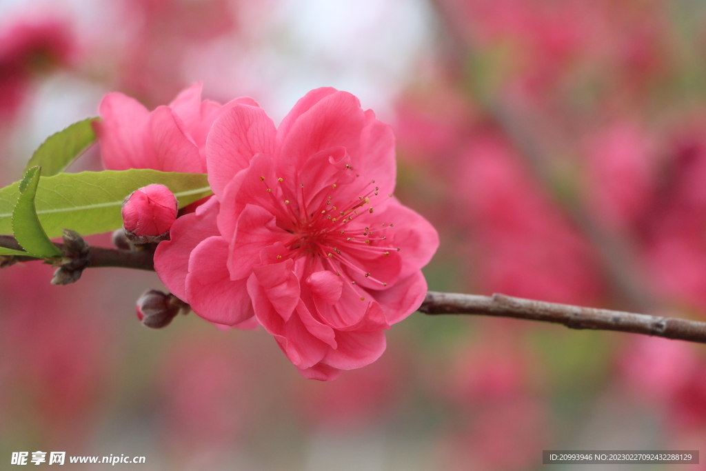 桃花
