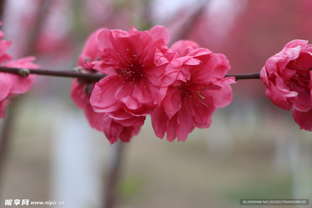 桃花