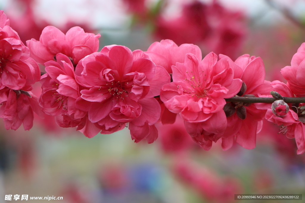 桃花