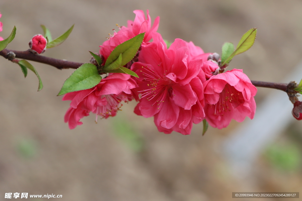 桃花