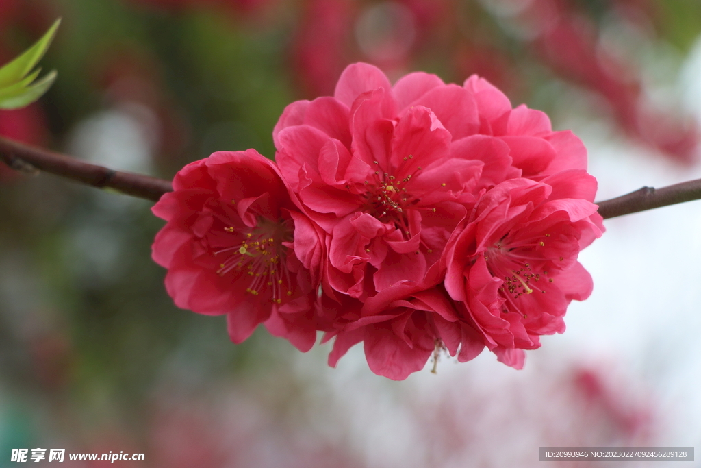 桃花