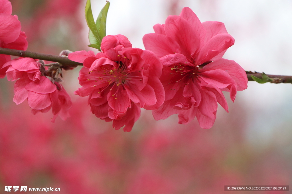 桃花