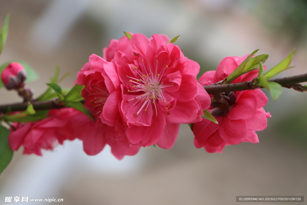 桃花