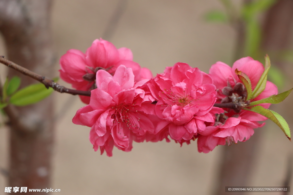 桃花