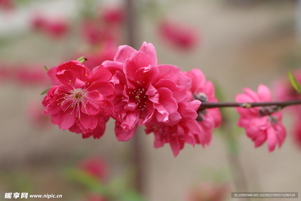 桃花
