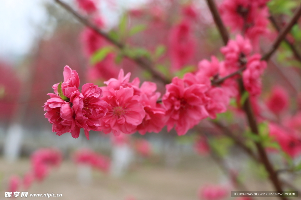 桃花