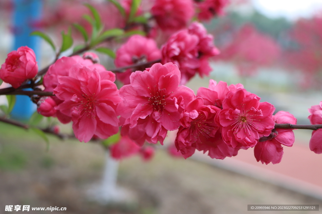 桃花