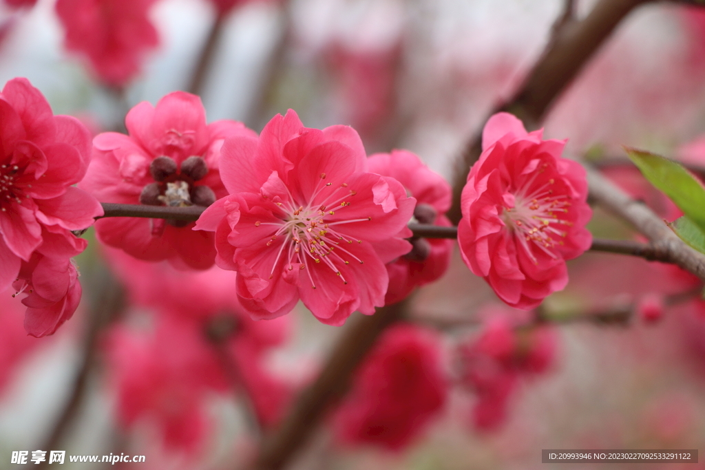 桃花