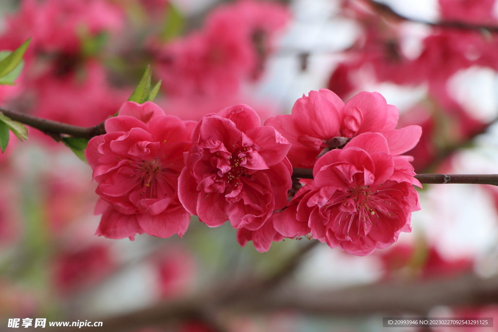 桃花