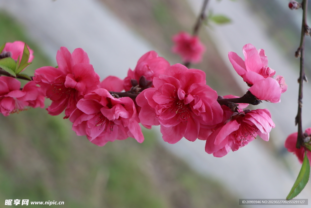 桃花