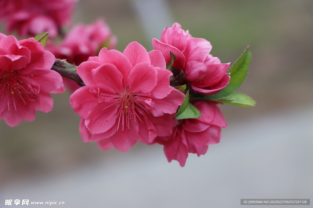 桃花