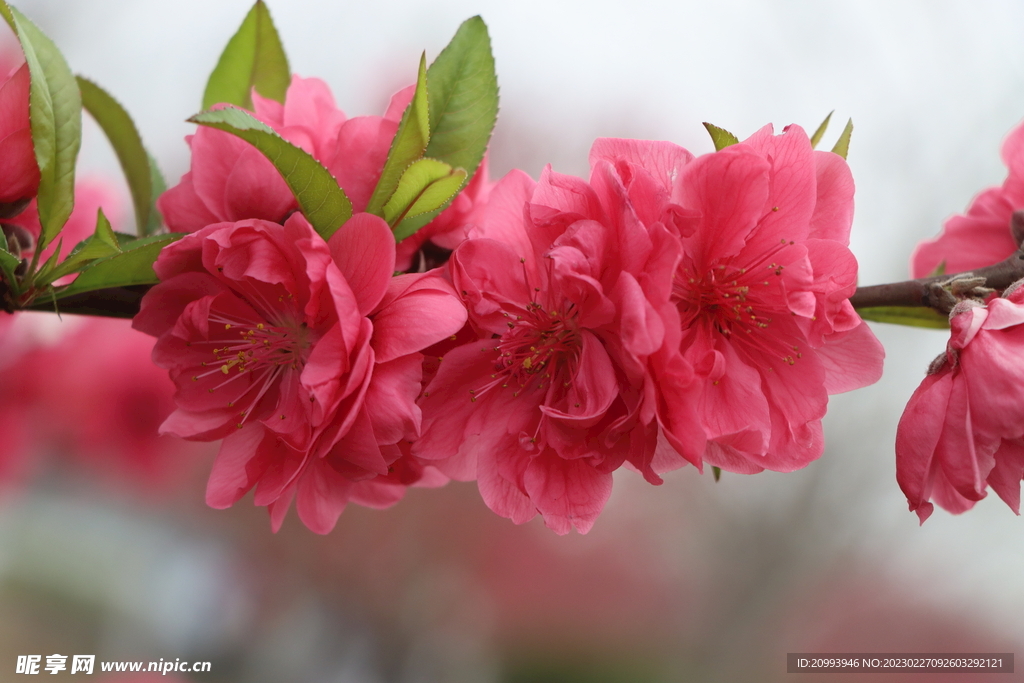 桃花