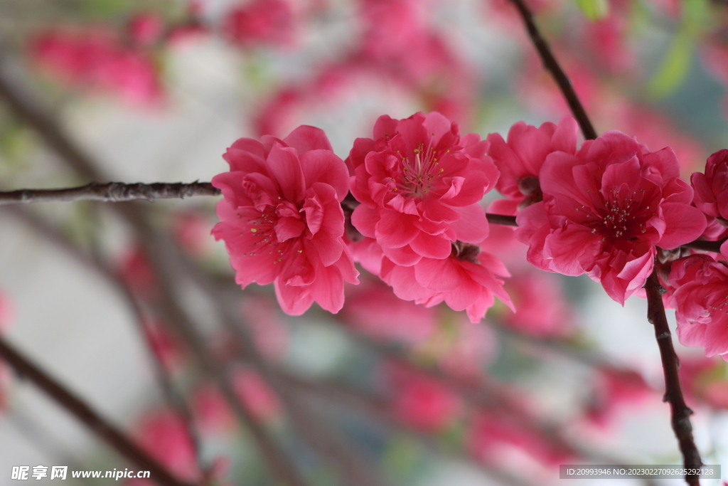 桃花盛开