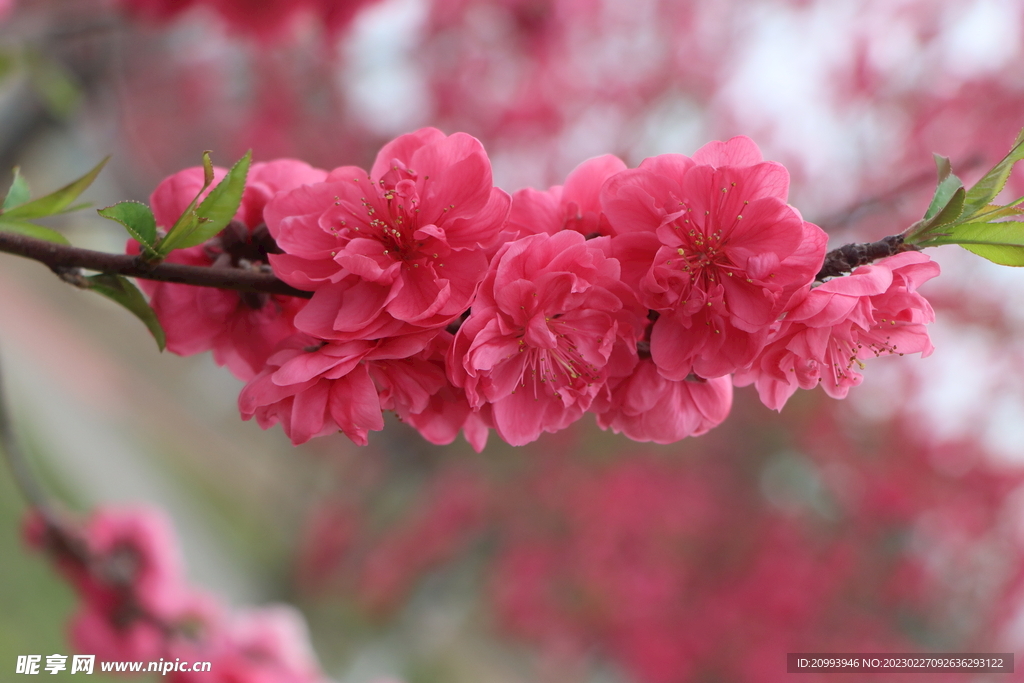 桃花