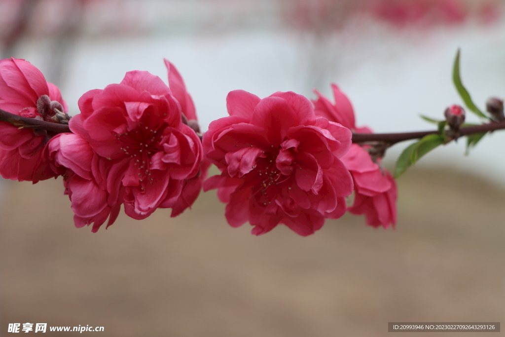 桃花