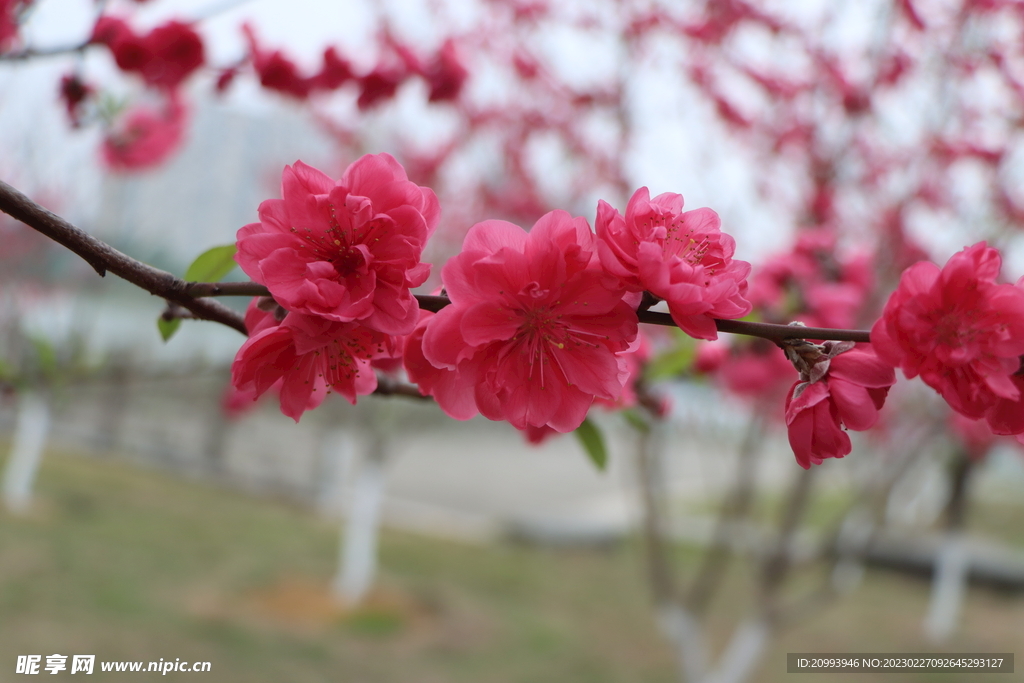桃花
