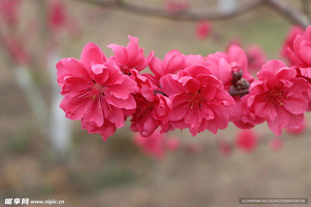 桃花