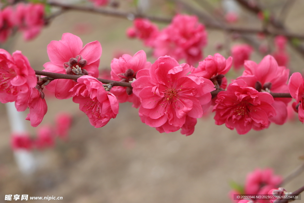 桃花
