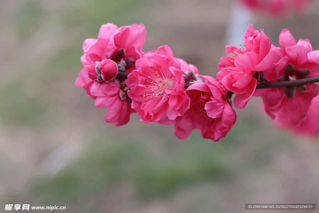 桃花