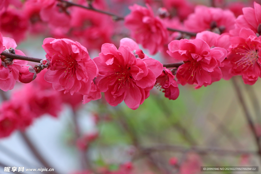 桃花