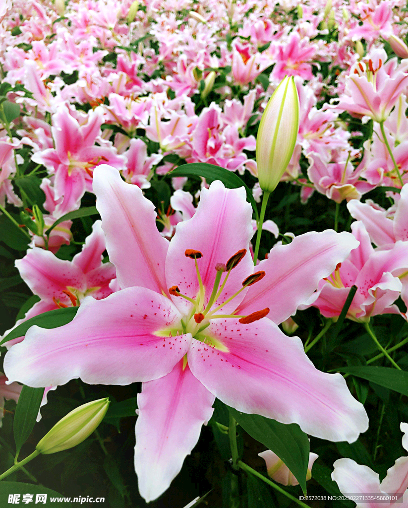 芳芬百合香