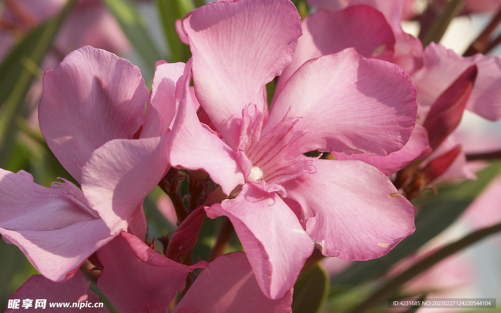 夹竹桃